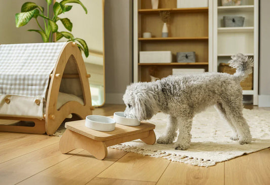 How to Create the Perfect Play Area for Your Pet at Home