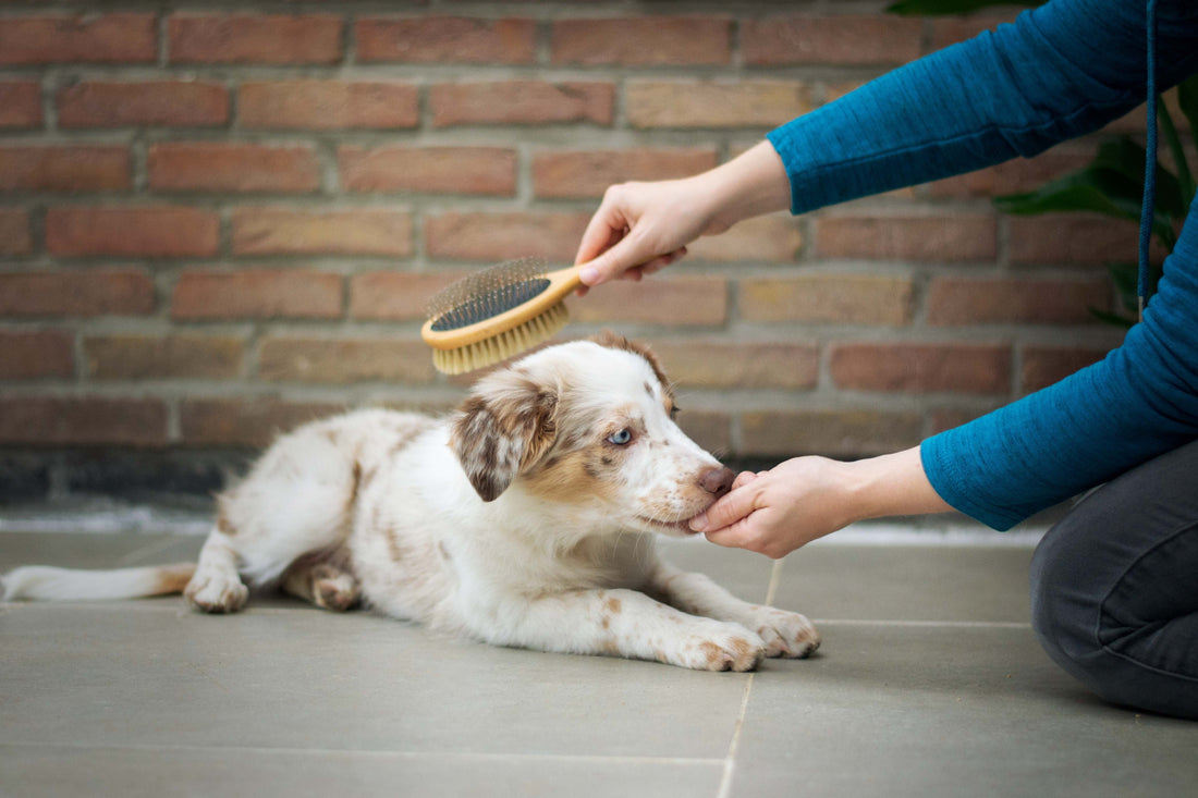 Essential Tips for Keeping Your Pet Healthy and Happy