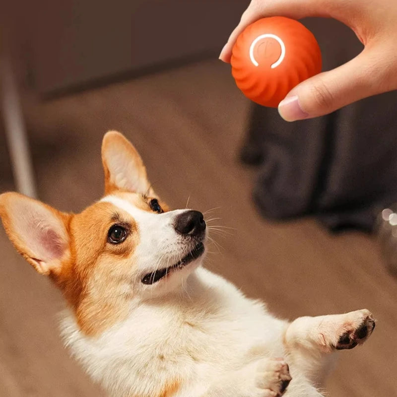 Dog looking at a person holding an orange ball with a white dot on a brown floor.
