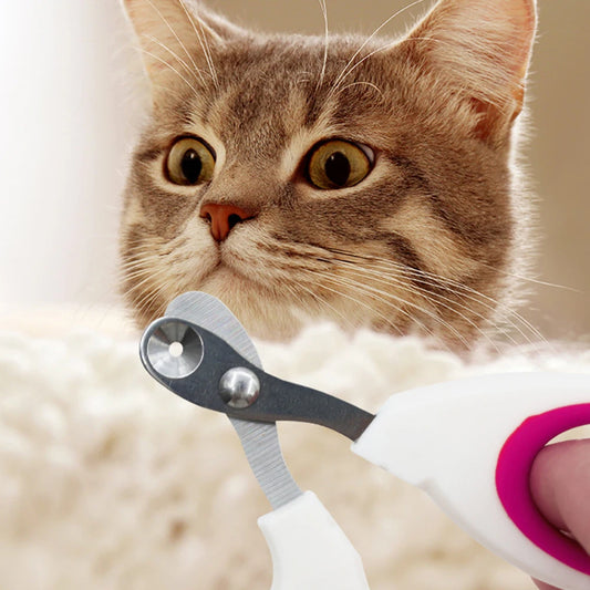 Cat looking at a pair of pet nail clippers held by a person.